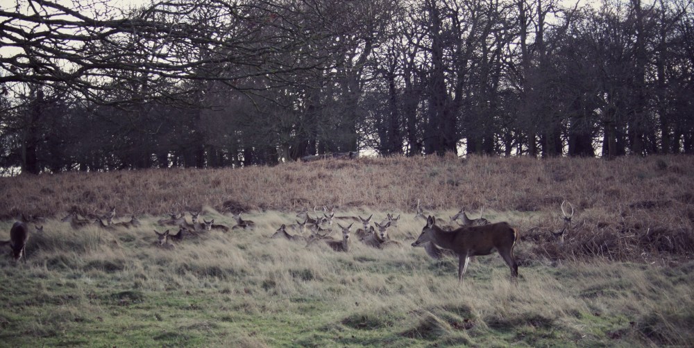 IMG_1150.JPG_effected